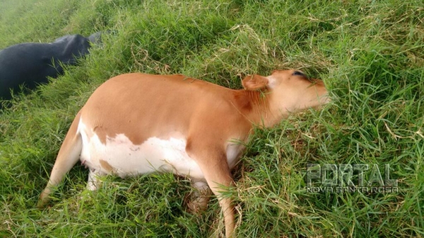 Três animais morreram e outros ficaram feridos. (Foto: Portal Nova Santa Rosa)