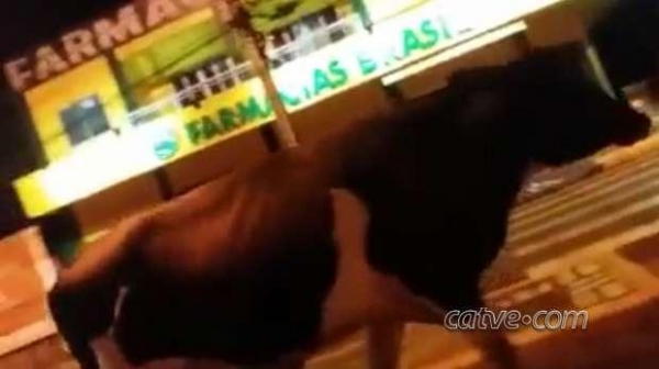 O animal passeia pela Rua Primeiro de Maio.( Foto: Willian Barrete)