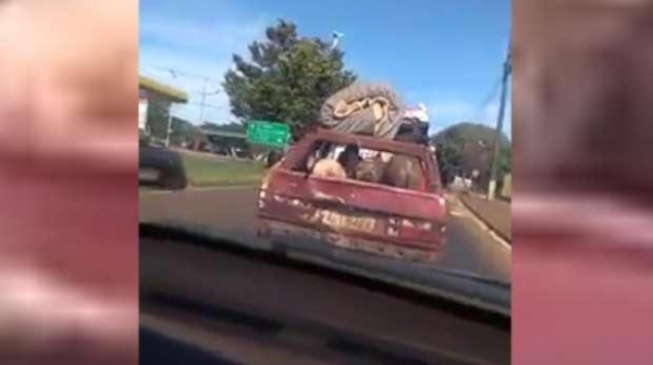 Os animais estão presos dentro do porta-malas do veículo. (Foto: Internauta)