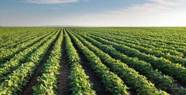 Foto: Portal do Agronegócio
