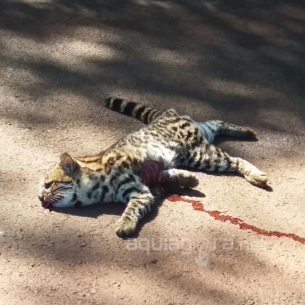 O animal foi encontrado atropelado no meio da pista