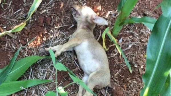 O animal foi encontrado aos fundos da residência, já sem vida. (Foto: Catve)