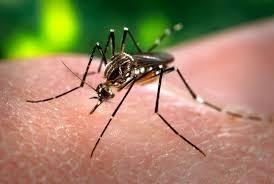 Lacen confirma primeira morte por dengue no Estado (Foto: Divulgação )