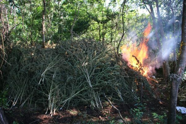 Plantas deixadas para secagem destruídas pelas forças policiais. - Foto: Senad