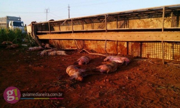 Os animais ficaram espalhados pela pista. (Foto: Guia Medianeira)