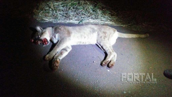 O Corpo de Bombeiros registrou a ocorrência. (Foto: Guarda Municipal)