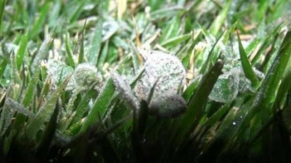 A capital mais fria do País, Curitiba inicia o dia com 4ºC. (Foto: Divulgação)