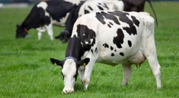 Ainda segundo o levantamento da consultoria, houve uma queda na captação de leite . (Foto: Divulgação )
