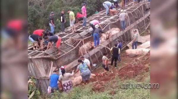 Empresa proprietária do caminhão permitiu que moradores levassem suínos para casa. (Foto: Catve)
