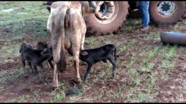 A mamãe vaca, da raça nelore chamada de Ricota, por meio de inseminação artificial deu a luz a bezerros trigêmeos. (Foto: Catve)