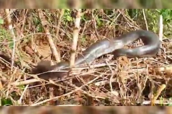 Segundo o pescador, a cobra deve ter entre 5 e 6 metros de comprimento. (Foto: Divulgação)
