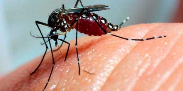Ao todo, foram confirmados no país 148 casos de dengue grave e 1.736 casos da doença com sinais de alarme. (Foto: Divulgação)