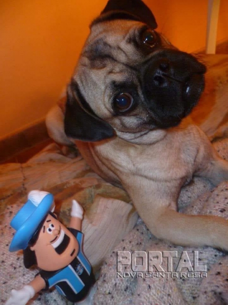 O animal atende pelo nome de Sheldon. (Foto: Divulgação)