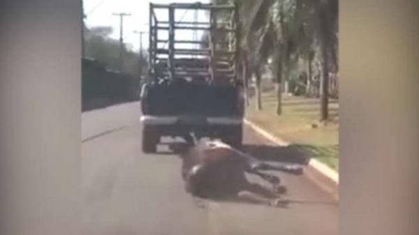 O homem será multado por crime ambiental e pode responder também por delitos de trânsito.Foto: Divulgação