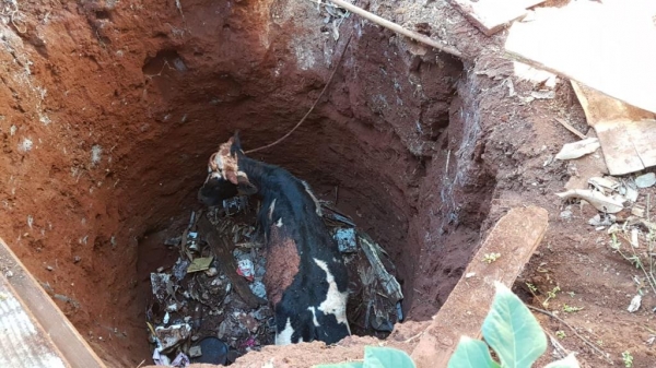 Foi necessária a utilização de um caminhão muque da corporação para fazer a retirada do animal . (Fotos: CGN)