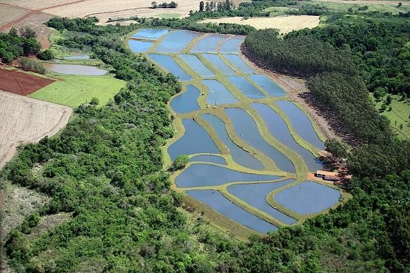 Evento abordará três temas fundamentais para o entendimento do cenário atual da piscicultura na região e no país.(Fotos: Assessoria)