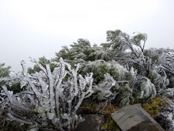 A vegetação amanheceu toda branca coberta de sincelo em Urupema (Foto: Gabriela Machado/ NSC TV)