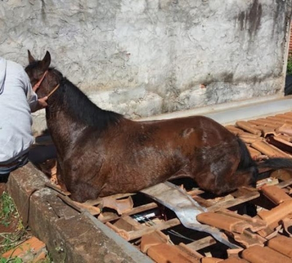Com o peso do cavalo, as telhas quebraram e ele ficou preso.(Foto: Blog do Goiaba)
