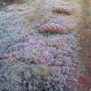 Geada registrada em  Palotina. (Fotos: Renan Gênero)