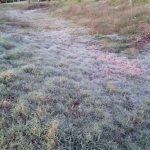 Geada registrada em  Palotina. (Fotos: Renan Gênero)