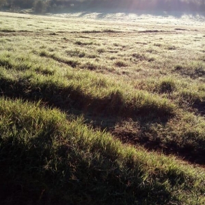 Geada em Alto Santa Fé. (Foto: Ilse Kunzler)