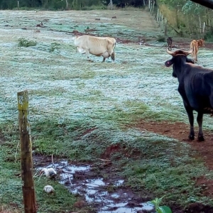 Geada na Linha 18 de Abril. (Fotos: Marli Stiebe)
