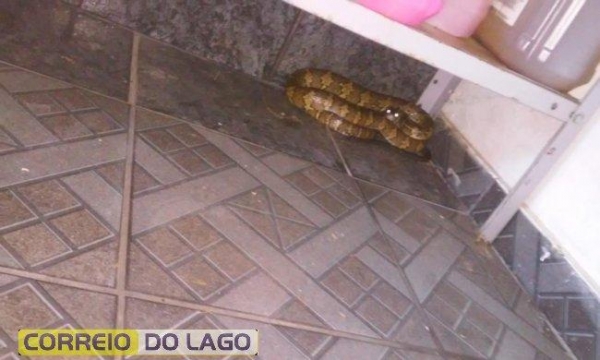 De acordo com o morador, ele percebeu a agitação dos seus cachorros. (Foto: Correio do Lago)