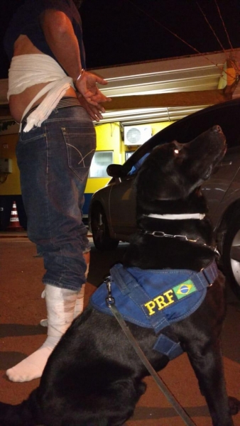 Em duas horas, cães da PRF encontram haxixe e maconha em dois ônibus no Paraná. (Foto: PRF)