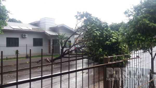 Árvore no bairro Oswaldo Cruz. (Foto: Divulgação)
