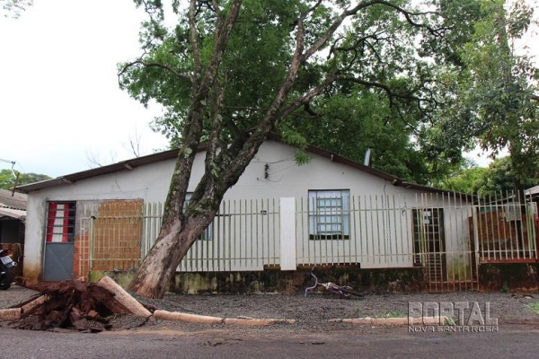 A árvore é de grande porte. (Fotos: Portal Nova Santa Rosa)