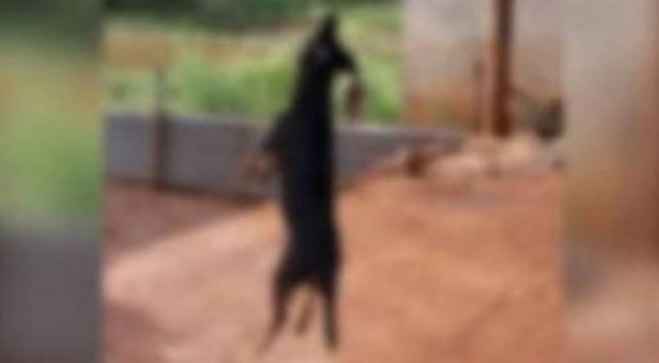 O proprietário do imóvel confessou que matou o animal porque ficou incomodado. (Foto: Divulgação)