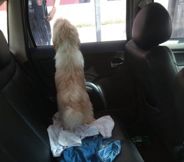 Imagem cedida pela Diretoria Municipal de Bem-Estar Animal