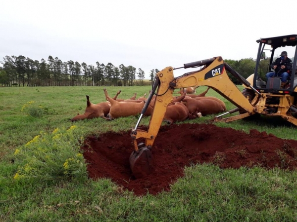 Gados morreram eletrecutados. (Fotos: Divulgação) 