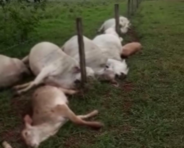 O dono dos animais disse que a chuva forte começou por volta da 0 horas desta segunda-feira (8), mas que só notou as mortes nesta manhã (Foto: G1 Paraná )