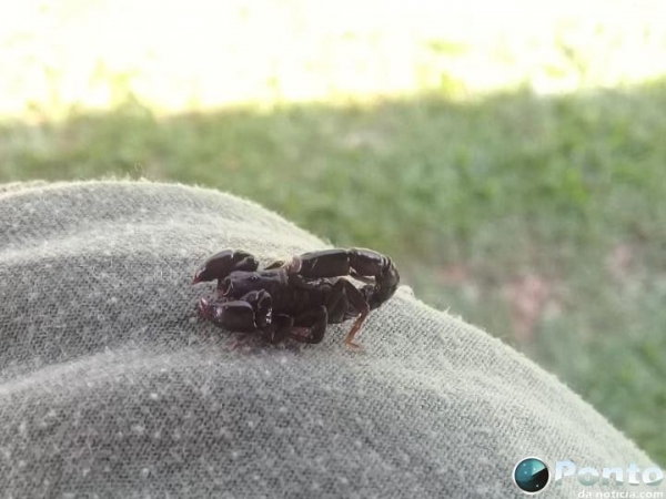 Segundo a Vigilância Sanitária, na semana passada dois escorpiões foram capturados e entregues à vigilância em Mercedes.(Foto: Ponto da Notícia)