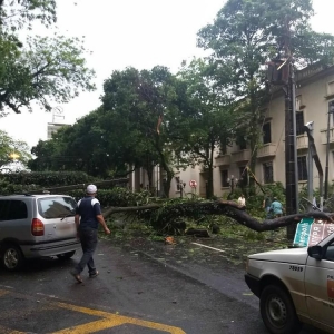 Árvores caíram em frente à Biblioteca Pública Central de Londrina, na tarde desta quarta-feira (17) — Foto: Fábio Silveira/RPC