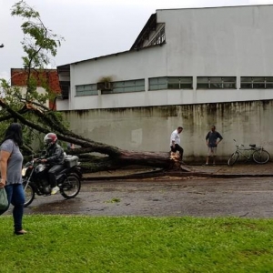 Árvore caiu e interditou a Avenida Arthur Thomas, em Londrina — Foto: Maurício Domingos Alves/Arquivo pessoal