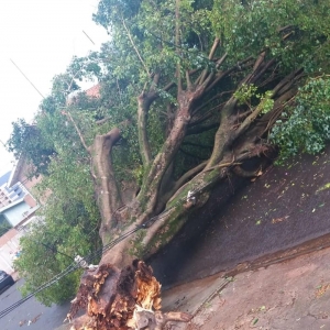 Uma árvore caiu na Rua Emílio Menezes, após temporal atingir Londrina — Foto: Gustavo Faro/Arquivo pessoal