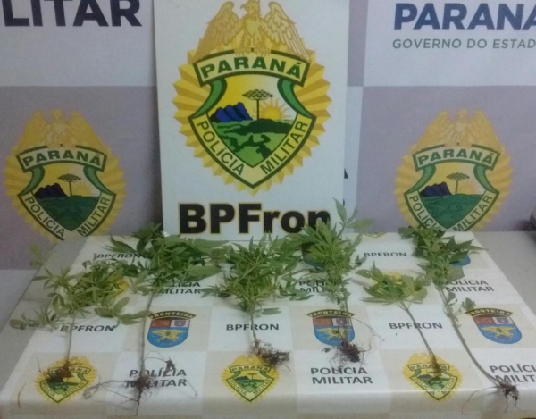 Seis pés de maconha. (Foto: BPFron)