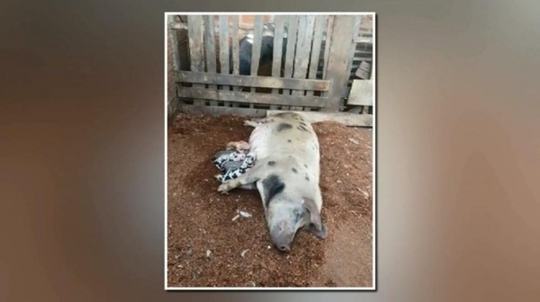 Leitoa dá à luz 22 filhotes, em propriedade rural de Paranavaí — Foto: Reprodução/RPC