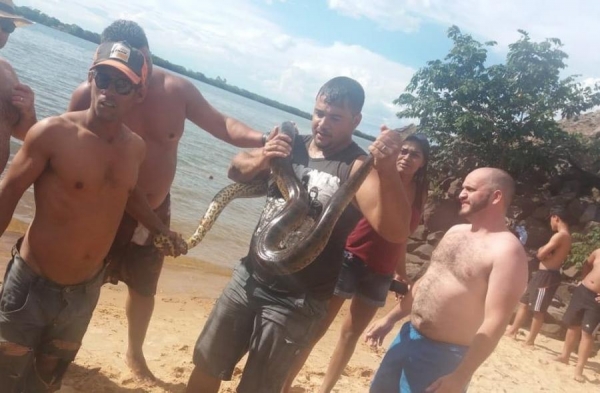 Sucuri de quase três metros de comprimento é capturada em prainha do Rio Paraná (Foto: Franciele Farias/Arquivo pessoal )