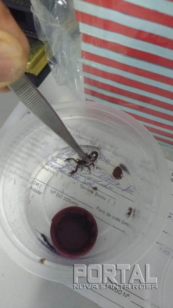 Escorpião encontrado. (Foto: Portal Nova Santa Rosa)