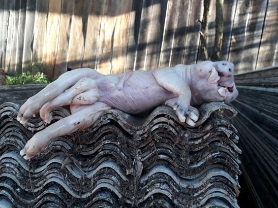 Fotos do produtor Augusto Salla