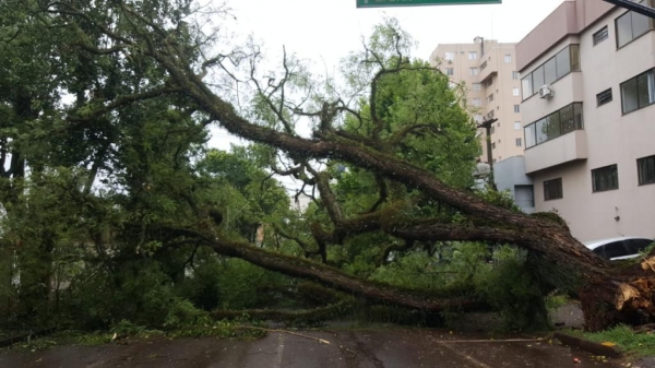 A árvore caiu por completo, tendo a raiz arrancada na calçada.. (Foto: CGN)