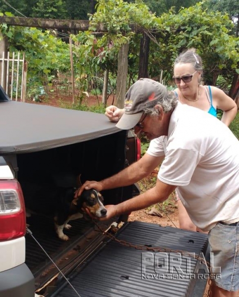 Nesta quarta-feira (28) um animalzinho foi recolhido das ruas e adotado por uma família que reside na linha Jaguarundi. (Foto: Portal Nova Santa Rosa)