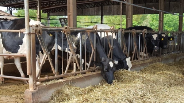 Atualmente, Quatro Pontes conta com uma população de 9.406 animais (Foto: Divulgação )