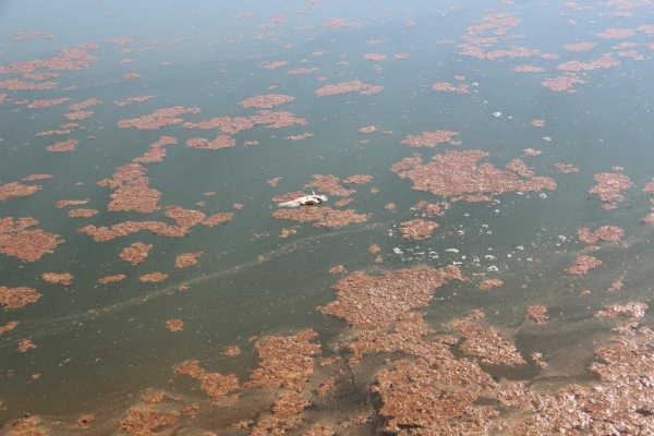 De acordo com o profissional da Emater o aspecto de “sujeira” que está flutuando no lago é provocado pela mortalidade de algas. Fotos: Emanuela Schaedler Schnekemberg