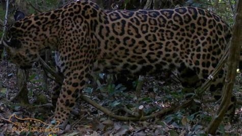 A onça-pintada que é um macho foi batizado de Kerana que em Guarani significa ‘Dorminhoco’.. (Foto: Reprodução)