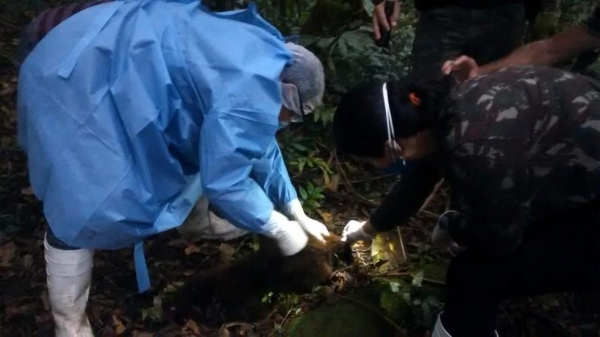 Exames foram feitos nos corpos de três macacos encontrados em Antonina — Foto: Divulgação/Prefeitura de Antonina