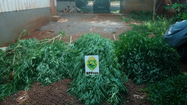 O pés de maconha apreendidos. (Foto: BPFron)